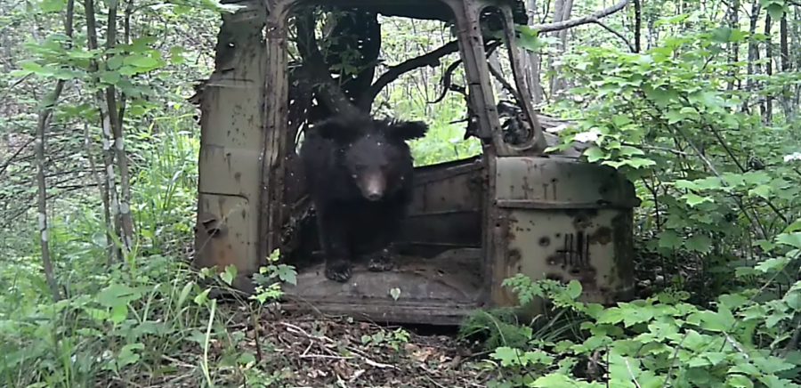 Медведь-автолюбитель поселился в кабине ГАЗ-66 на «Земле леопарда»