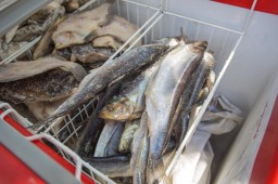 23 марта будет осуществляться продажа рыбы по программе поддержки населения «Доступная рыба»