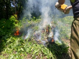 Полиция уничтожила очаг произрастания наркотикосодержащих растений в Яковлевском районе Приморья