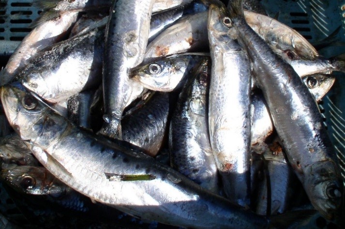 Более 2 тонн просроченной рыбы изъято на владивостокском рыбоперерабатывающем предприятии