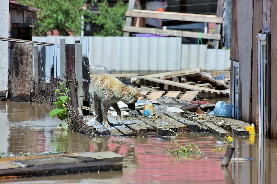 Уссурийцы подсчитывают ущерб после наводнения и ругают чиновников