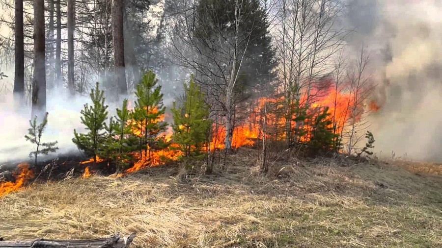 Спасатели призывают беречь лес от пожаров