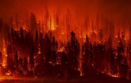 Гори все синим пламенем: реальная ситуация с лесными пожарами в Приморье замалчивается?