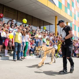 Тигр на улице города Арсеньев или бесплатное представление "Демидовых" 8