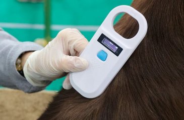 Рейды по выявлению незарегистрированных животных пройдут в Арсеньеве