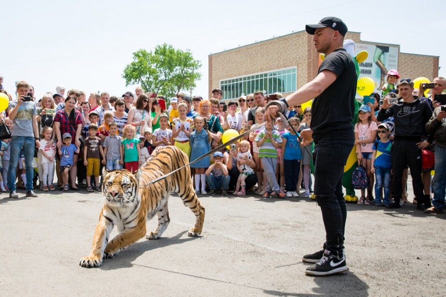 Тигр на улице города Арсеньев или бесплатное представление "Демидовых"