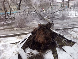 В Арсеньеве падают деревья, провода и люди. Будьте осторожны!