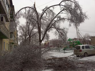 В Арсеньеве падают деревья, провода и люди. Будьте осторожны! 0