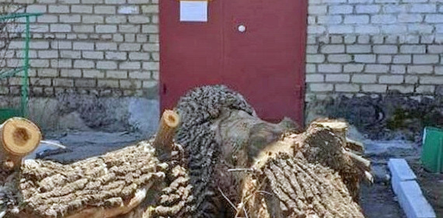 В Арсеньеве жильцы дома спилили дерево и привезли его остатки к офису управляющей компании 