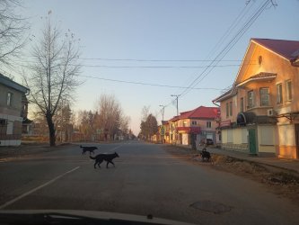 ​С улиц Арсеньева в этом году будут отловлены еще почти сто собак