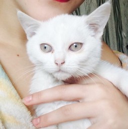 Отдам котенка Отдам котенка
