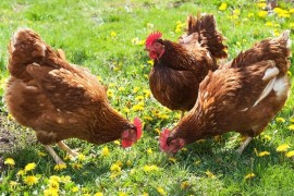 Продам кур несушек Продам кур несушек