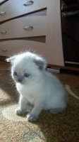 шотландских котят шотландских котят