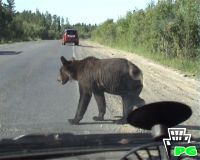 Правила поведения при встрече с медведем