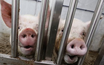 Новые очаги африканской чумы свиней зафиксированы в Приморье