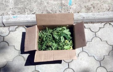 Полицейские обнаружили в огороде жителя Приморского края более 900 кустов маньчжурской конопли
