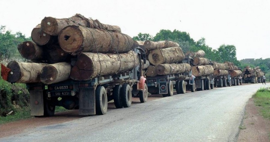 В Приморье выявлена контрабанда леса на 74 млн рублей