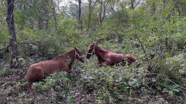 Уникальная экспедиция под руководством Фёдора Конюхова по маршруту В.К. Арсеньева 5