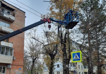 На улицах Арсеньева начнется санитарная обрезка деревьев