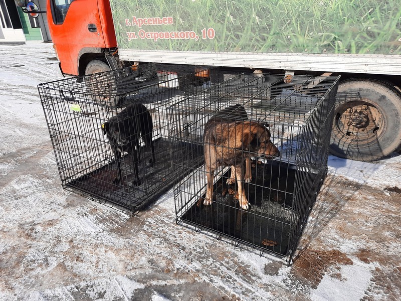 В Арсеньеве из приюта выпущены первые собаки в места своего обитания