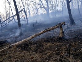 Пожар ликвидируют в районе села Зеркальное Кавалеровского района 0
