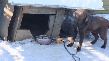 СОБАКИ ВЗЫВАЮТ О ПОМОЩИ!
