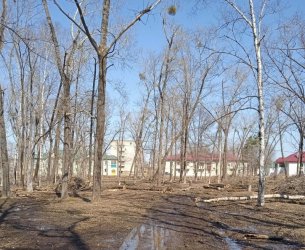 В Арсеньевском парке «Аскольд» идут работы по благоустройству 0