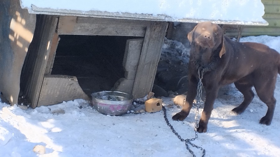 СОБАКИ ВЗЫВАЮТ О ПОМОЩИ! СОБАКИ ВЗЫВАЮТ О ПОМОЩИ!