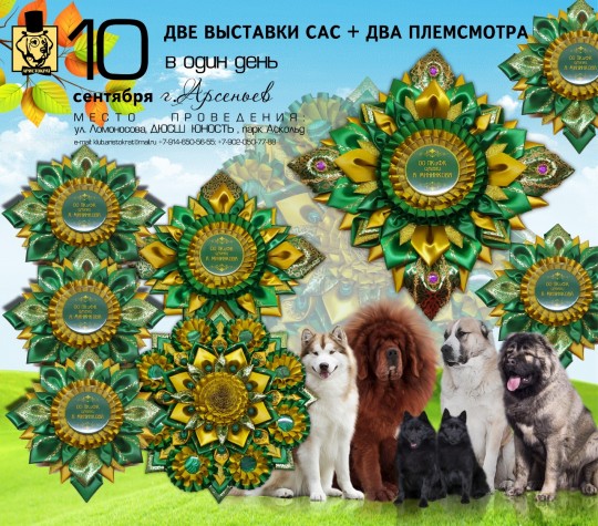 Выставка собак в городе Арсеньев
