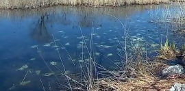 Мертвая вода: река под Артемом превратилась в свалку биоотходов.
