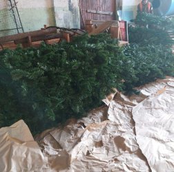В Арсеньев из Подмосковья приехала новая новогодняя елка 0