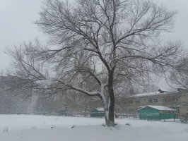 В Арсеньеве устраняются последствия снегопада 0