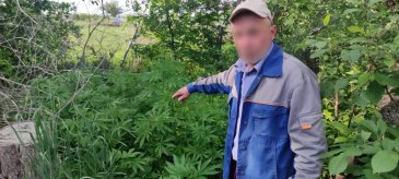 Житель села Чернышевка незаконно культивировал маньчжурскую коноплю