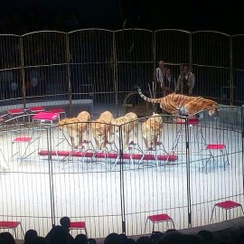 Открытие Владивостокского цирка 5