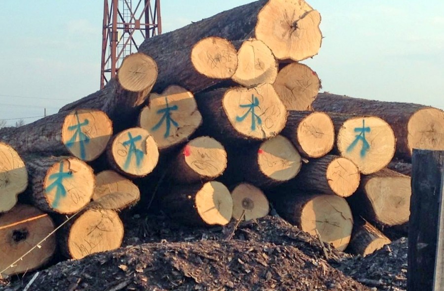 Чиновники потеряли российский лес размером с Бразилию