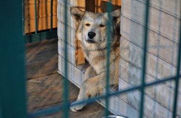 Новый приют для бездомных собак построят в Арсеньеве