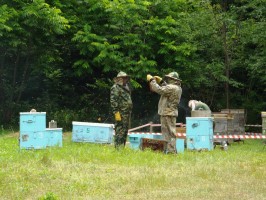 Первый мёд созрел на "дальневосточных гектарах" в Приморье