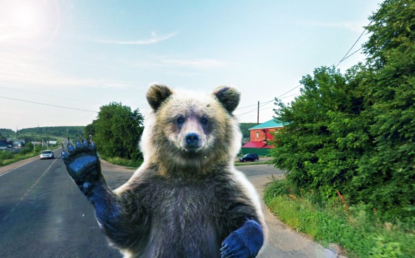 Участились случаи появления медведей на окраинах города Арсеньева