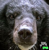 В Арсеньеве застрелен гималайский медведь