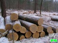 Сотрудники МОМВД России «Арсеньевский» пресекли нелегальную заготовку древесины