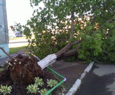 26 мая сильный ветер в Арсеньеве сломал несколько деревьев и оборвал электропровода