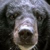 В Арсеньеве застрелен гималайский медведь