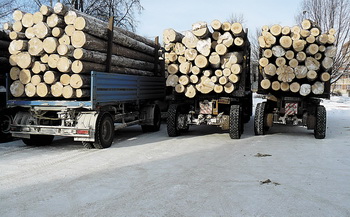 Незаконная заготовка древесины