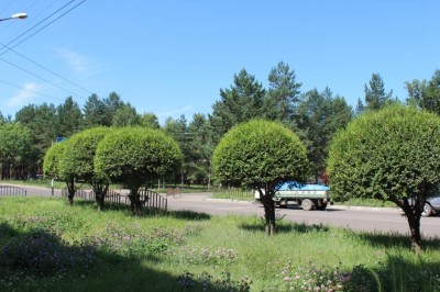 Специалисты муниципального предприятия «Чистый город» начали осваивать фигурную обрезку деревьев.